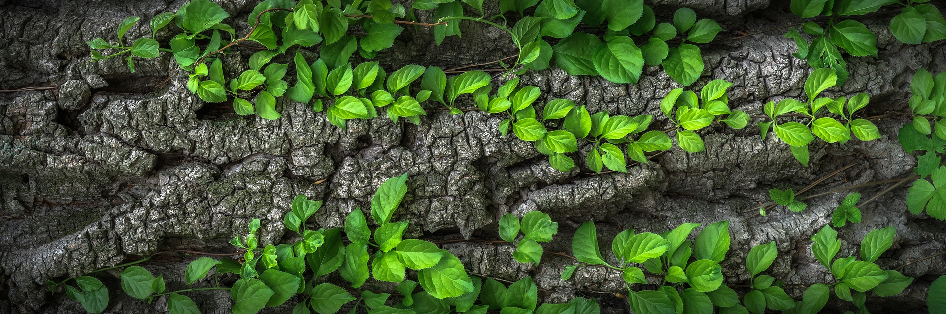 Plantes Thierry Casasnovas