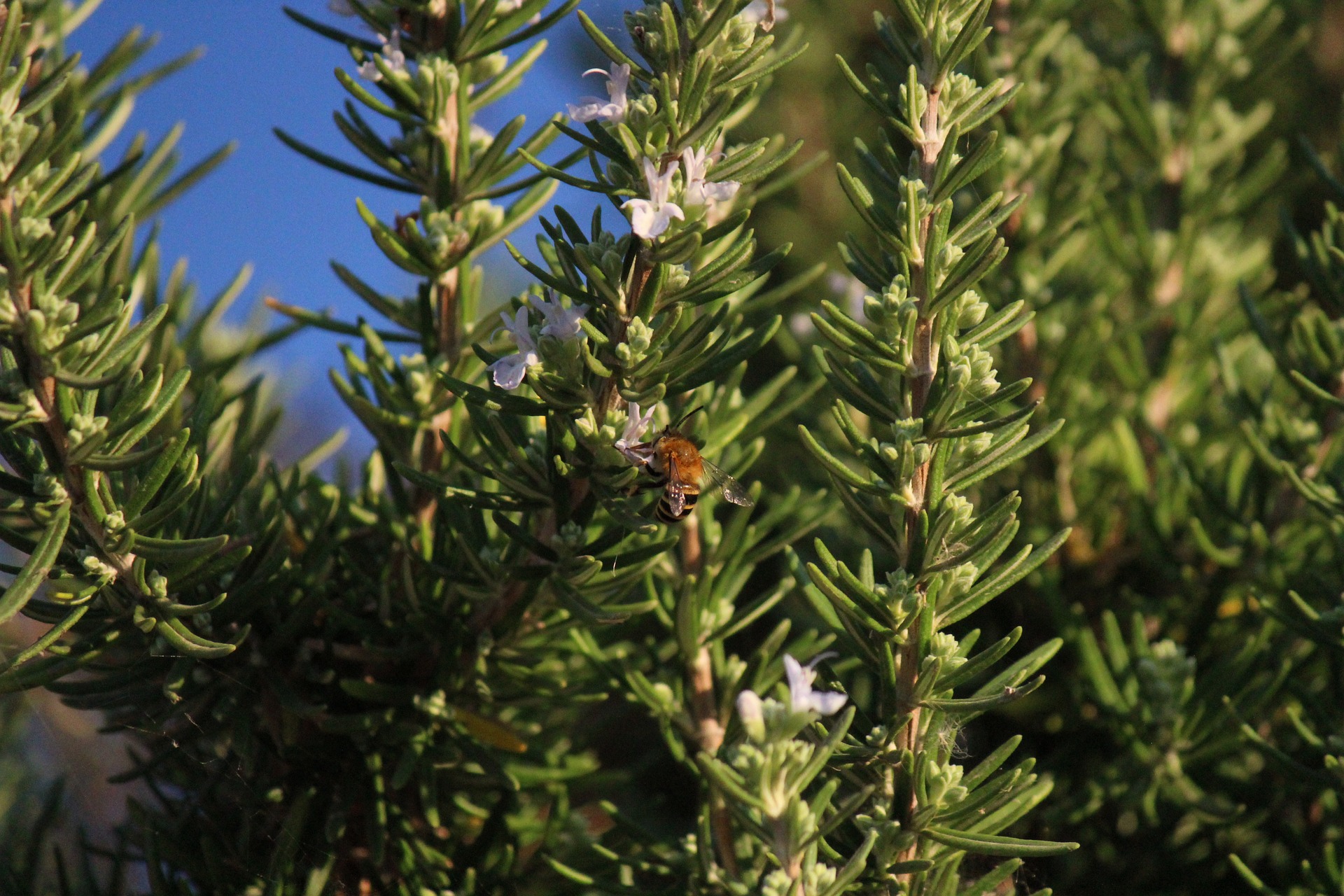 Les plantes à faire pousser par Thierry Casasnovas